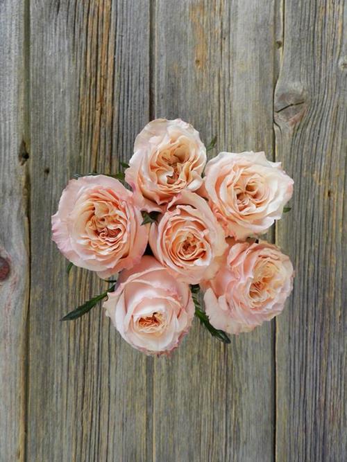 SHIMMER  PEACH ROSES